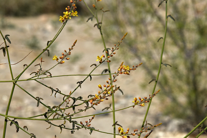 Wand Holdback’s flowering stalk is an elongated raceme; fruits have a crescent- or sickle-shape to them. Hoffmannseggia microphylla 